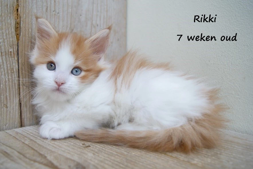 Rikki